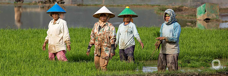 South Sumatra's geothermal power project supports rural women's livelihood South Sumatra's geothermal power project supports rural women's livelihood