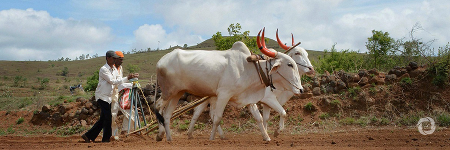 New project to benefit over 200,000 small and marginal farmers in Andhra Pradesh, India New project to benefit over 200,000 small and marginal farmers in Andhra Pradesh, India