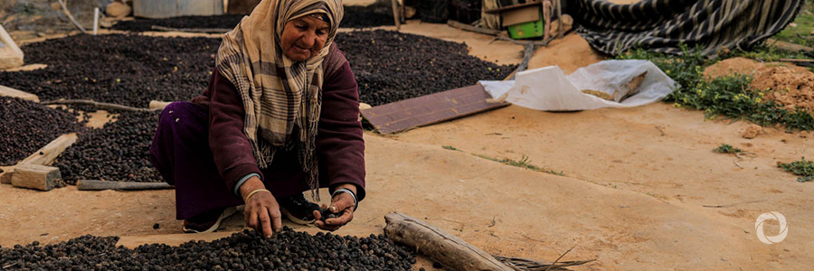 IFAD's operations support better living conditions for 50,000 rural Tunisian households IFAD's operations support better living conditions for 50,000 rural Tunisian households