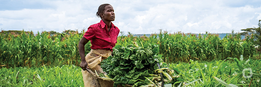Africa needs its young people to modernize its agricultural sectors Africa needs its young people to modernize its agricultural sectors