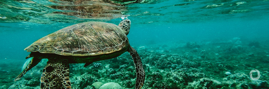Pioneering global framework for sustainable ocean finance launched at Our Ocean global summit Pioneering global framework for sustainable ocean finance launched at Our Ocean global summit