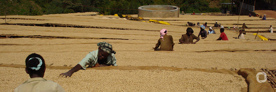 Food loss reduction: a solution to global hunger?