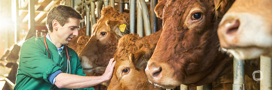 New training for veterinarians in 14 African countries to help combat infectious diseases
