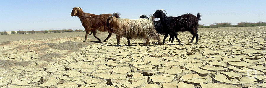 EU scales up humanitarian support to Afghanistan as worst drought in decades looms large EU scales up humanitarian support to Afghanistan as worst drought in decades looms large