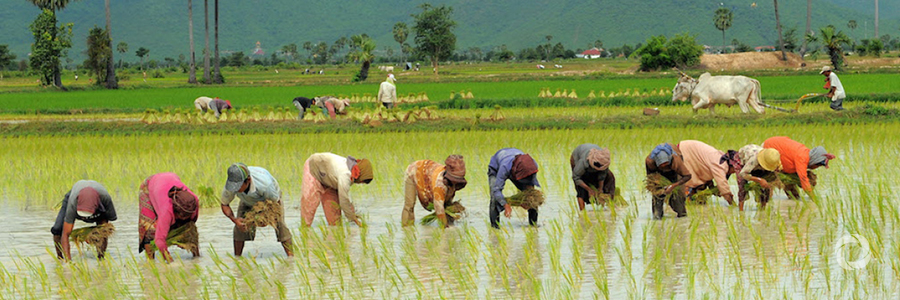 Goal of doubling rice production in Sub-Saharan Africa in 10 years to be met in 2018 Goal of doubling rice production in Sub-Saharan Africa in 10 years to be met in 2018