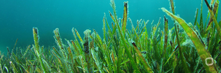 Seaweed-powered trucks - hope or hype? Seaweed-powered trucks - hope or hype?