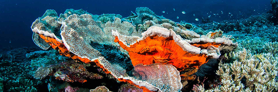 KfW supports Indonesia in establishing and maintaining marine protected and fishing zones KfW supports Indonesia in establishing and maintaining marine protected and fishing zones