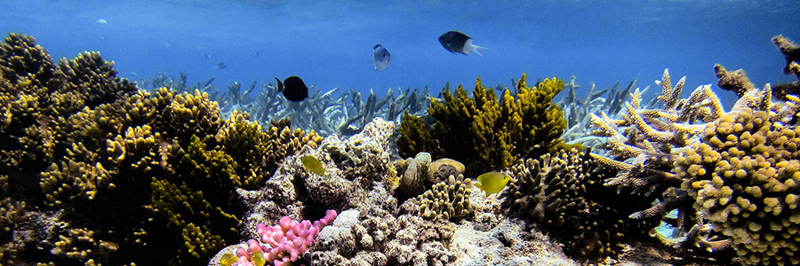 AFD joins blue action fund to better protect marine AFD joins blue action fund to better protect marine