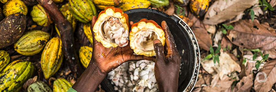 HRH Prince of Wales hears how UK aid is helping cocoa farmers