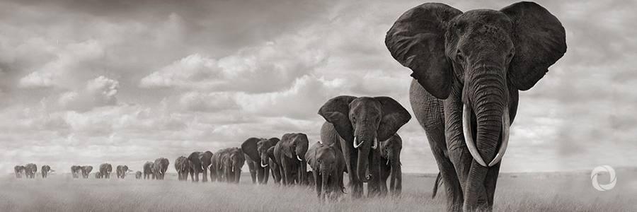 UNDP, GEF embark on vast programme targeting wildlife trafficking in commercial ports UNDP, GEF embark on vast programme targeting wildlife trafficking in commercial ports