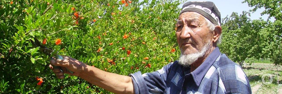 ADB loan to establish 'One-Stop Shops' for horticulture product processing, storage, and distribution in Uzbekistan ADB loan to establish 'One-Stop Shops' for horticulture product processing, storage, and distribution in Uzbekistan