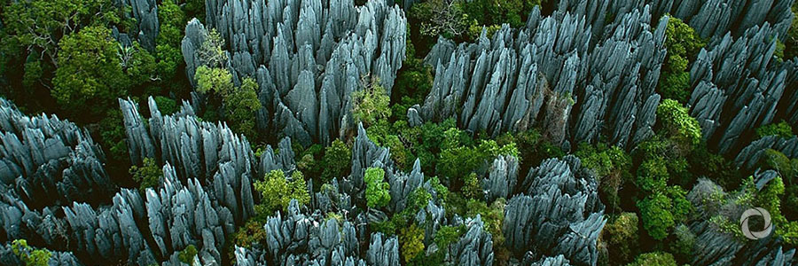 Back from the Brink: saving Madagascar's forests