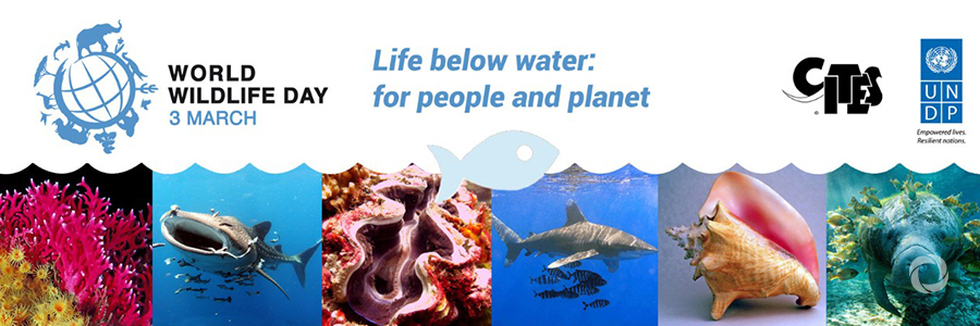 World Wildlife Day 2019 focusing on marine species for the first time World Wildlife Day 2019 focusing on marine species for the first time