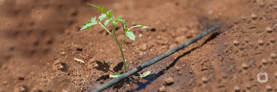 Drip irrigation saves water and improves crop yields in Mauritania Drip irrigation saves water and improves crop yields in Mauritania