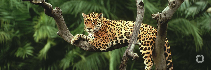 Latin America launches new roadmap to save the jaguar
