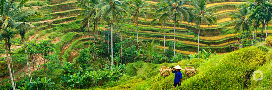 ADB project to modernize irrigation systems, improve agricultural productivity in Viet Nam ADB project to modernize irrigation systems, improve agricultural productivity in Viet Nam