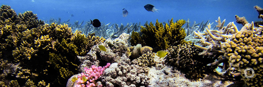 Global project launched to protect marine biodiversity Global project launched to protect marine biodiversity