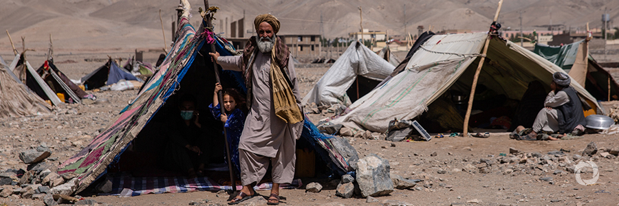 Farmers grappling with Afghanistan drought urgently need seed and animal feed support