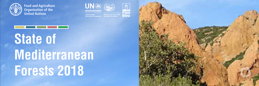 Mediterranean forest area on the rise but increasingly in jeopardy