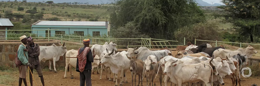 20,000 Ethiopian smallholders targeted with climate smart technology