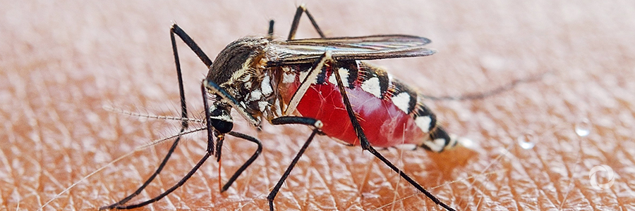 Unitaid’s malaria portfolio is expanding to support world elimination targets