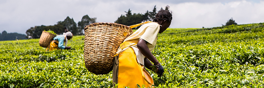 Malawi: African Development Bank US$ 35 million loan to boost agriculture and natural resource management