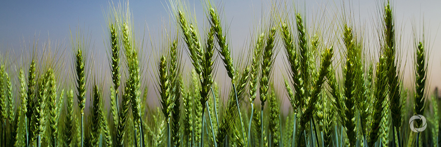 Innovation and joint action needed to achieve sustainable agriculture and food systems Innovation and joint action needed to achieve sustainable agriculture and food systems
