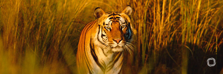 KfW steps up its commitment to tigers KfW steps up its commitment to tigers