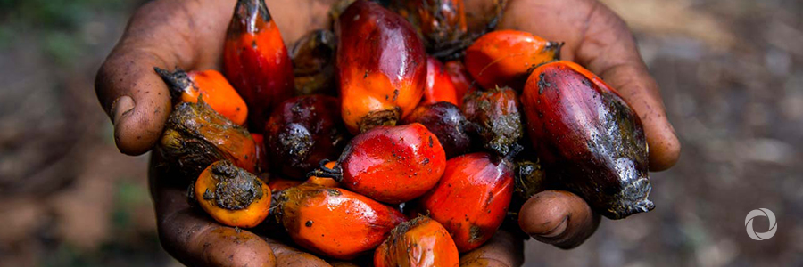 New IFAD-funded project to raise incomes of smallholder farmers in Uganda New IFAD-funded project to raise incomes of smallholder farmers in Uganda