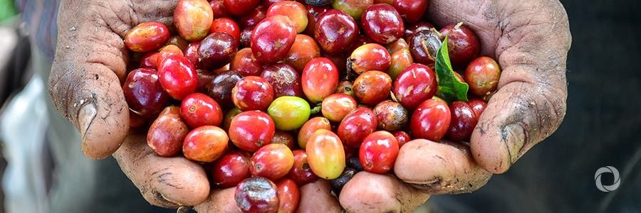 #GIZworks Costa Rica: Climate-friendly coffee #GIZworks Costa Rica: Climate-friendly coffee