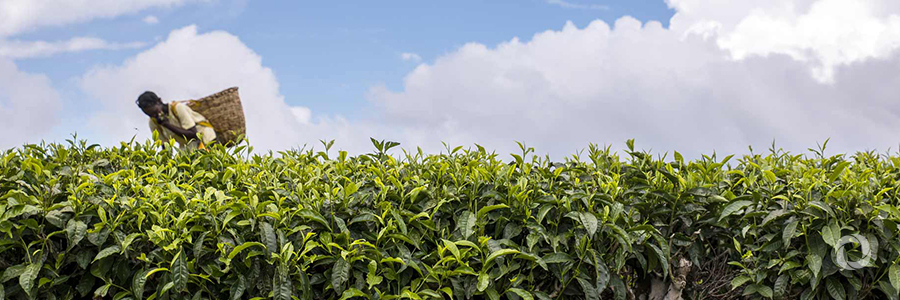 #GIZworks Kenya: Energy efficiency in the tea sector #GIZworks Kenya: Energy efficiency in the tea sector