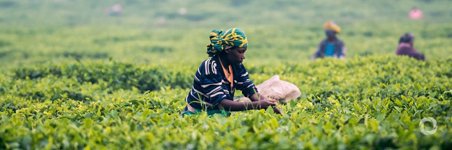 Improving the resilience of family farmers to climate change Improving the resilience of family farmers to climate change