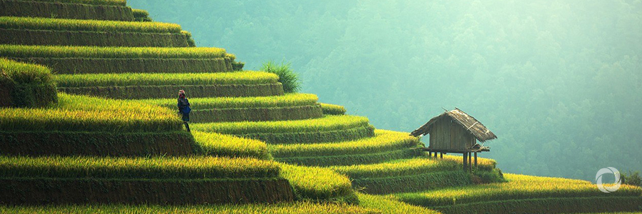 FAO and WFO to help farmers drive global agricultural agenda FAO and WFO to help farmers drive global agricultural agenda