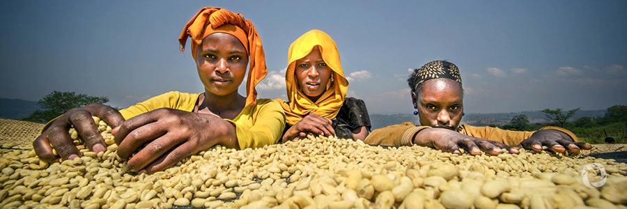 KfW bolsters Ethiopian agricultural sector with protective measures against climate risks KfW bolsters Ethiopian agricultural sector with protective measures against climate risks