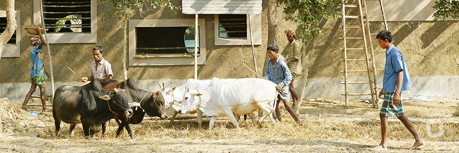 World Bank helps Bangladesh increase dairy and livestock productivity
