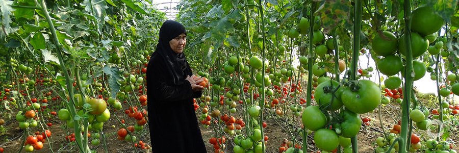 The Russian Federation donates $3 million to boost food security and nutrition in Syria