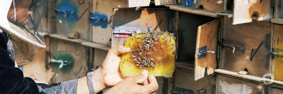 Beekeeping as one of the measures to enhance resilience of poor families in Yemen Beekeeping as one of the measures to enhance resilience of poor families in Yemen
