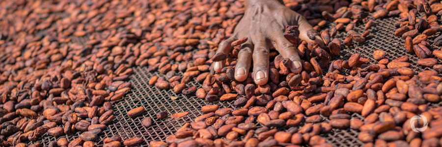 Working together for greater sustainability in cocoa production Working together for greater sustainability in cocoa production