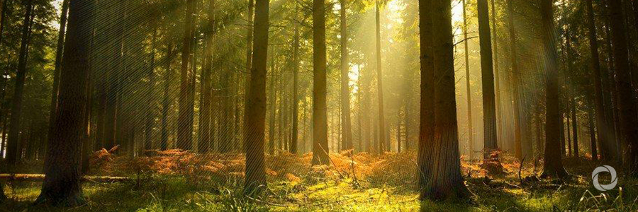 UN Environment joins campaign to green Kenya UN Environment joins campaign to green Kenya