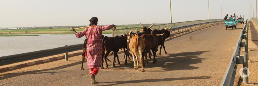 In the Sahel, pastoralists rely on satellites to search for water In the Sahel, pastoralists rely on satellites to search for water