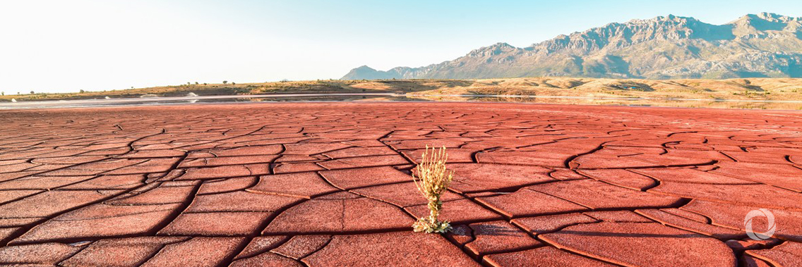 Reforesting degraded land in Latin America to combat climate change Reforesting degraded land in Latin America to combat climate change
