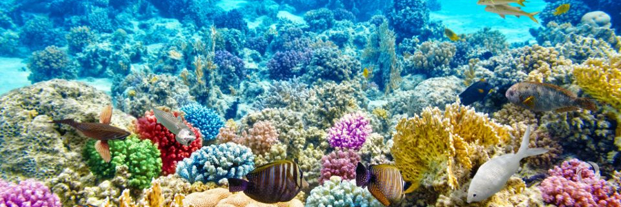 Fate of corals hangs in the balance Fate of corals hangs in the balance