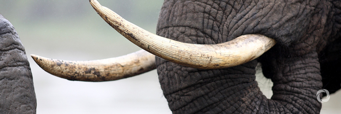 UK aid helps stop 750 pieces of illegal ivory being smuggled from South Sudan into Uganda UK aid helps stop 750 pieces of illegal ivory being smuggled from South Sudan into Uganda