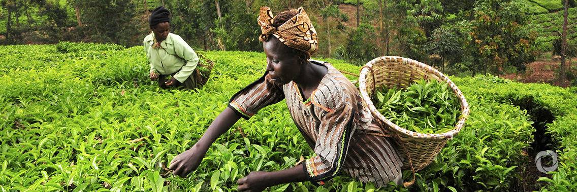 Increasing the economic momentum of Africa-Korea partnerships to advance Africa’s agro-industrialization Increasing the economic momentum of Africa-Korea partnerships to advance Africa’s agro-industrialization