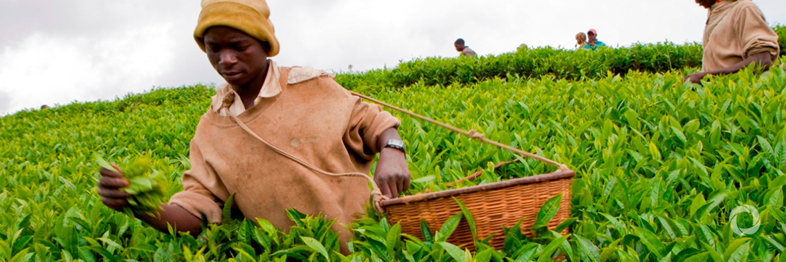 Innovative impact fund to create jobs for rural youth in developing countries Innovative impact fund to create jobs for rural youth in developing countries