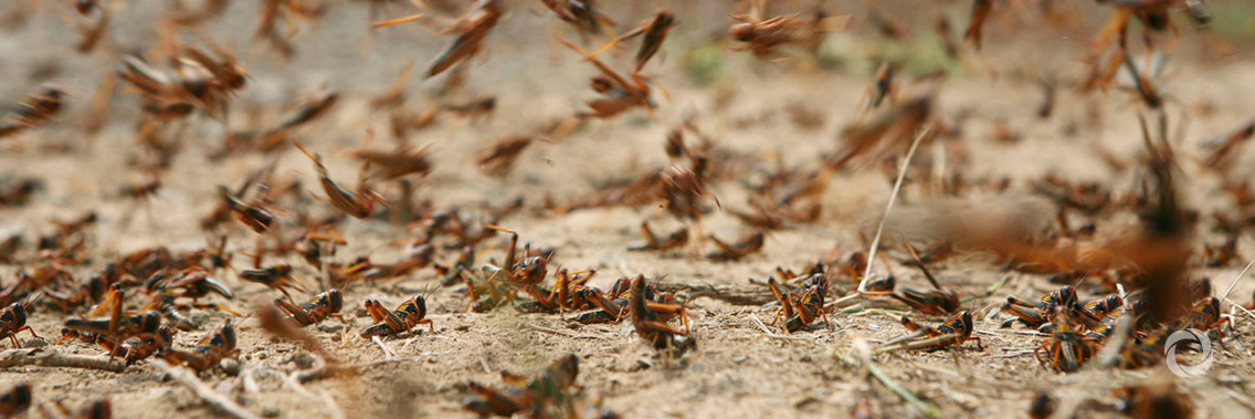 FAO sounds alarm on Desert Locust outbreak in northeast Africa and Saudi Arabia triggered by heavy rains FAO sounds alarm on Desert Locust outbreak in northeast Africa and Saudi Arabia triggered by heavy rains
