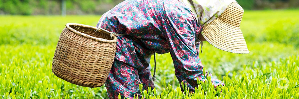 New UN Decade on Ecosystem Restoration offers unparalleled opportunity for job creation, food security and addressing climate change