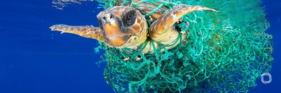 Marine litter and microplastics in seas of the Northwest Pacific