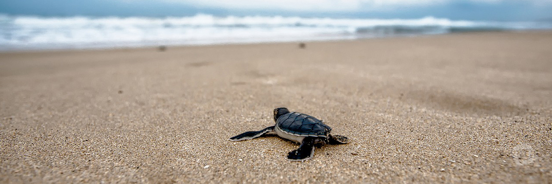 Antigua and Barbuda, Trinidad and Tobago and Paraguay join Clean Seas campaign during UN Environment Assembly Antigua and Barbuda, Trinidad and Tobago and Paraguay join Clean Seas campaign during UN Environment Assembly
