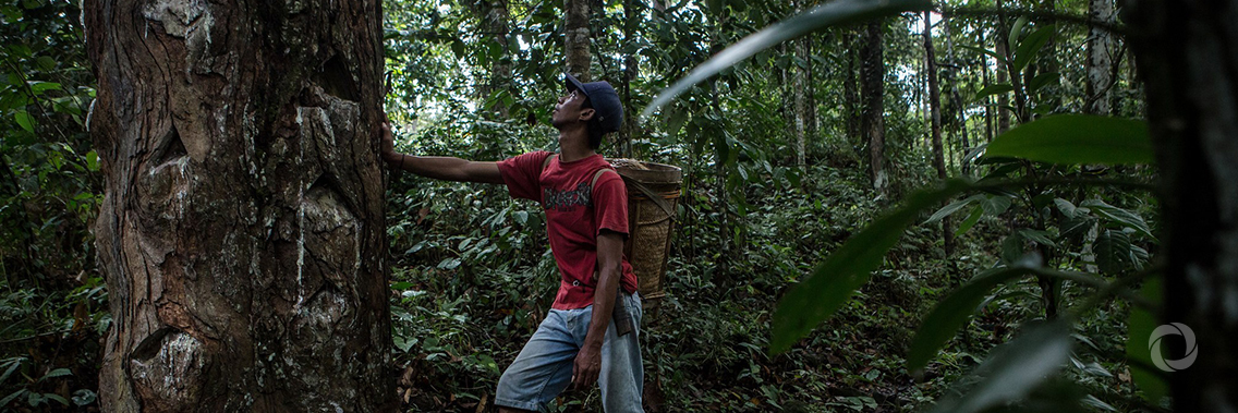 On International Day of Forests, FAO announces new forestry education initiatives On International Day of Forests, FAO announces new forestry education initiatives